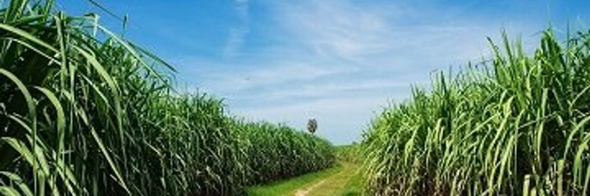 Компанія HID розробила біометричне рішення для виробника цукрової тростини