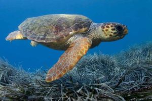 Технології Hikvision беруть участь в місії зі збереження морських черепах