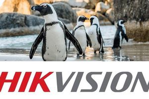 Технологии Hikvision защищают африканских пингвинов