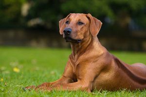 Кращі породи собак для охорони вашого будинку