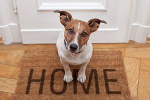 Як зробити свій будинок безпечним для домашніх тварин